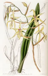 Miltonia flavescens (syn. Cyrtochilum flavescens)